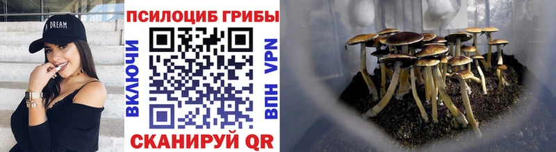 Псилоцибиновые грибы Psilocybine cubensis Козельск